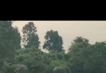 झारखंड में मानव–हाथी संघर्ष घातक रूप ले रहा है: अधिवक्ता ने केंद्रीय पर्यावरण मंत्री से तात्कालिक हस्तक्षेप की मांग की